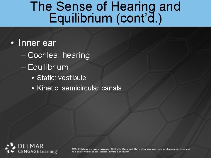 The Sense of Hearing and Equilibrium (cont’d. ) • Inner ear – Cochlea: hearing
