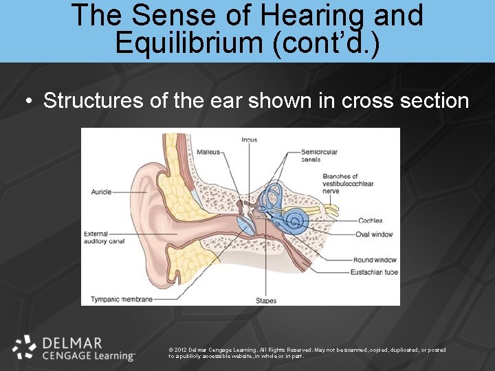 The Sense of Hearing and Equilibrium (cont’d. ) • Structures of the ear shown