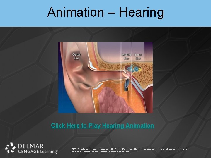 Animation – Hearing Click Here to Play Hearing Animation © 2012 Delmar Cengage Learning.
