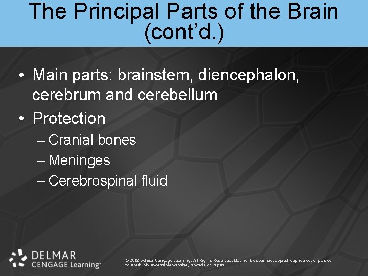 The Principal Parts of the Brain (cont’d. ) • Main parts: brainstem, diencephalon, cerebrum