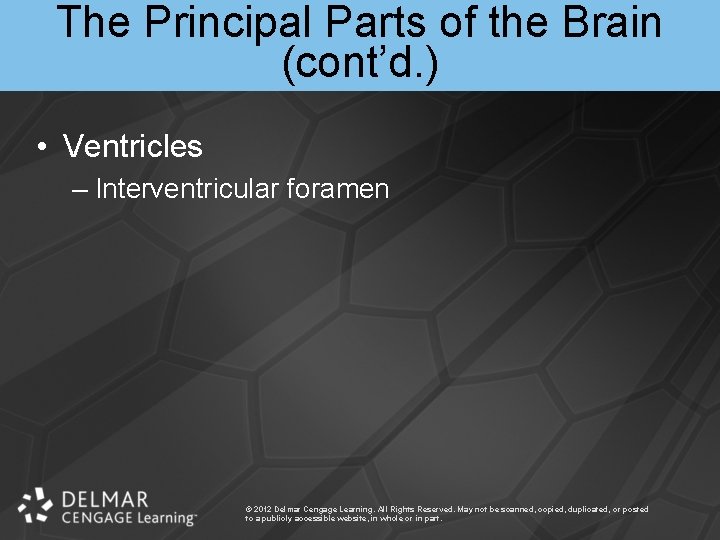 The Principal Parts of the Brain (cont’d. ) • Ventricles – Interventricular foramen ©
