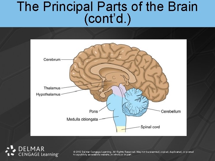 The Principal Parts of the Brain (cont’d. ) © 2012 Delmar Cengage Learning. All