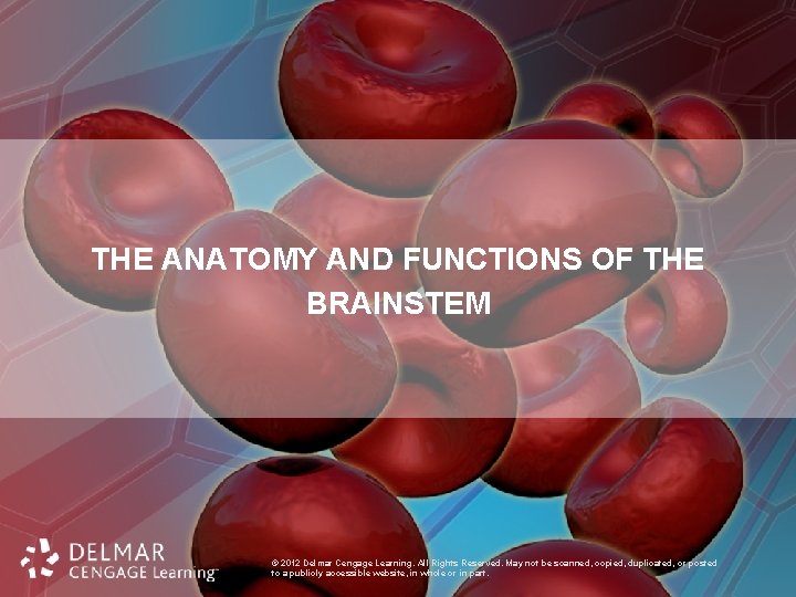 THE ANATOMY AND FUNCTIONS OF THE BRAINSTEM © 2012 Delmar Cengage Learning. All Rights