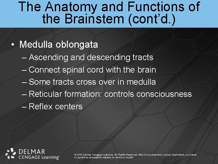 The Anatomy and Functions of the Brainstem (cont’d. ) • Medulla oblongata – Ascending