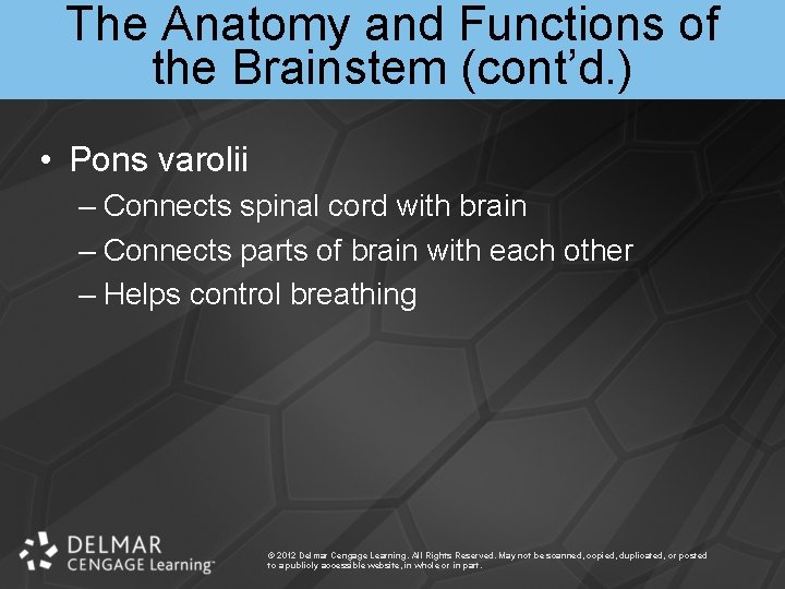 The Anatomy and Functions of the Brainstem (cont’d. ) • Pons varolii – Connects