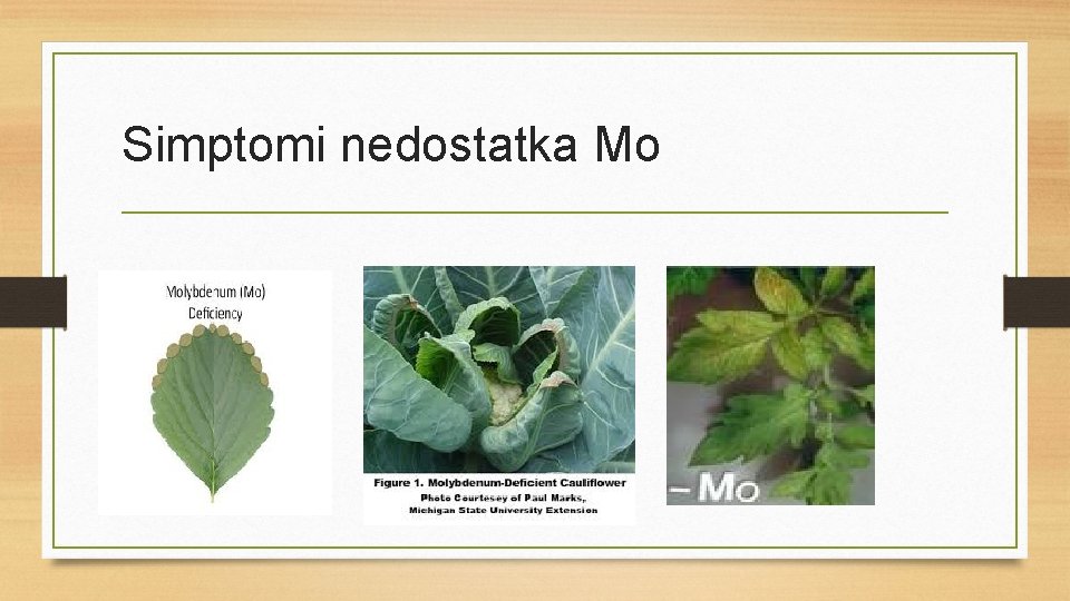 Simptomi nedostatka Mo 