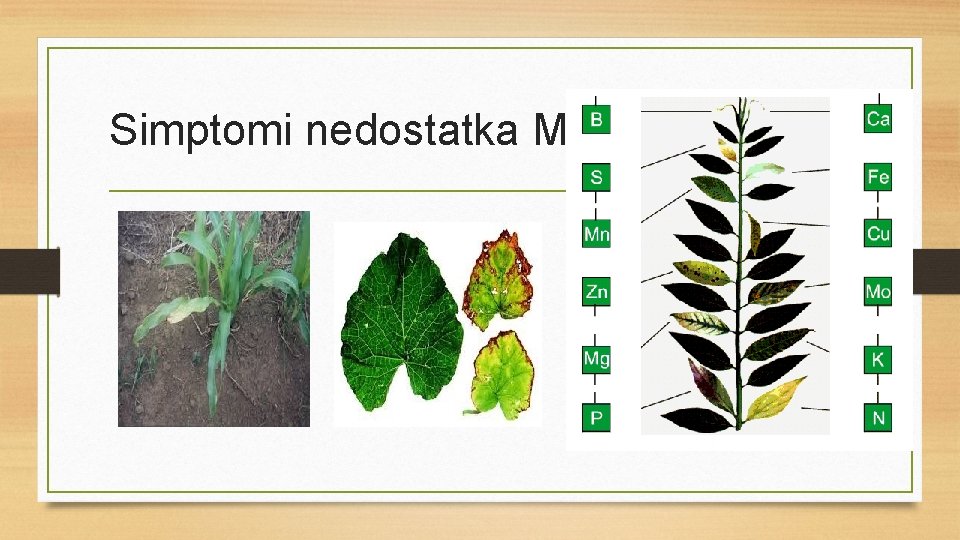 Simptomi nedostatka Mo 