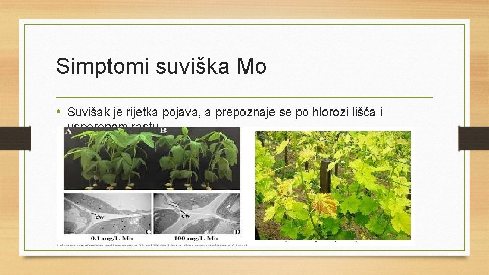 Simptomi suviška Mo • Suvišak je rijetka pojava, a prepoznaje se po hlorozi lišća