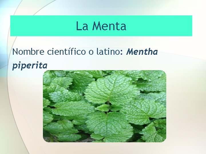 PLANTAS MEDICINALES Y SUS BENEFICIOS EL AJO Nombre