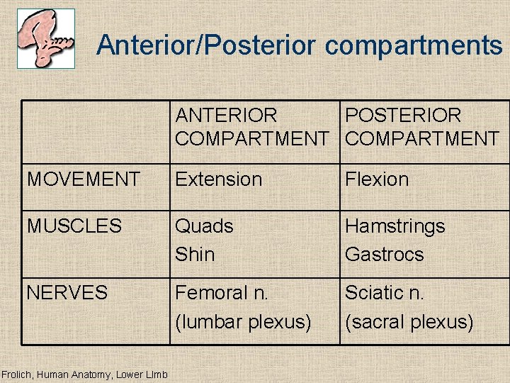 Anterior/Posterior compartments ANTERIOR POSTERIOR COMPARTMENT MOVEMENT Extension Flexion MUSCLES Quads Shin Hamstrings Gastrocs NERVES