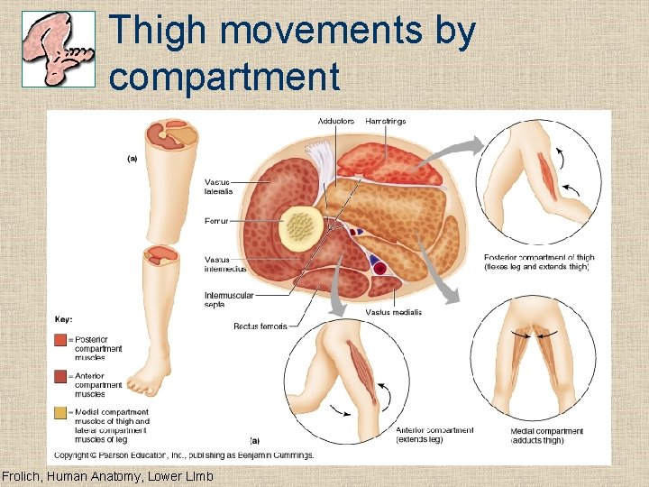 Thigh movements by compartment Frolich, Human Anatomy, Lower LImb 