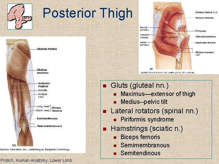 Posterior Thigh n Gluts (gluteal nn. ) n n n Lateral rotators (spinal nn.