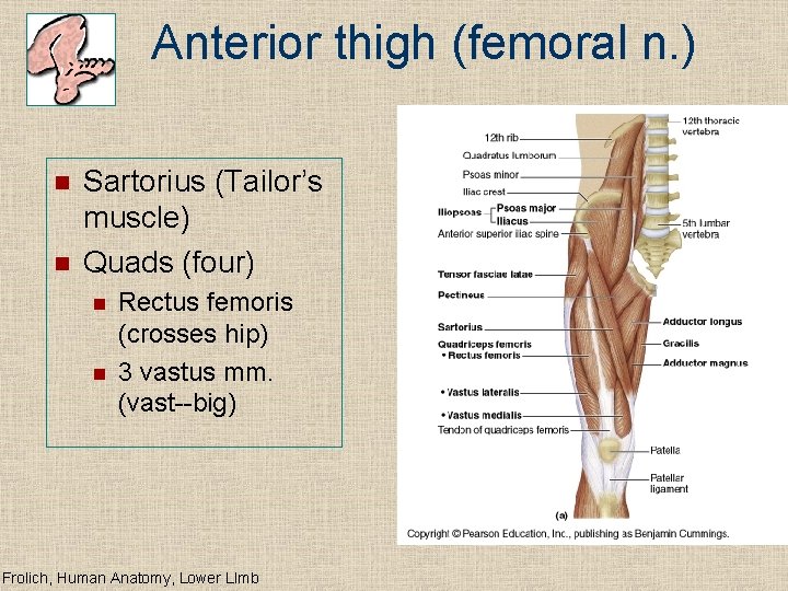 Anterior thigh (femoral n. ) n n Sartorius (Tailor’s muscle) Quads (four) n n