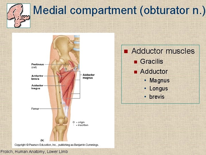 Medial compartment (obturator n. ) n Adductor muscles n n Gracilis Adductor • Magnus