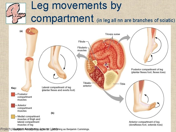 Leg movements by compartment (in leg all nn are branches of sciatic) Frolich, Human