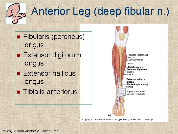 Anterior Leg (deep fibular n. ) n n Fibularis (peroneus) longus Extensor digitorum longus