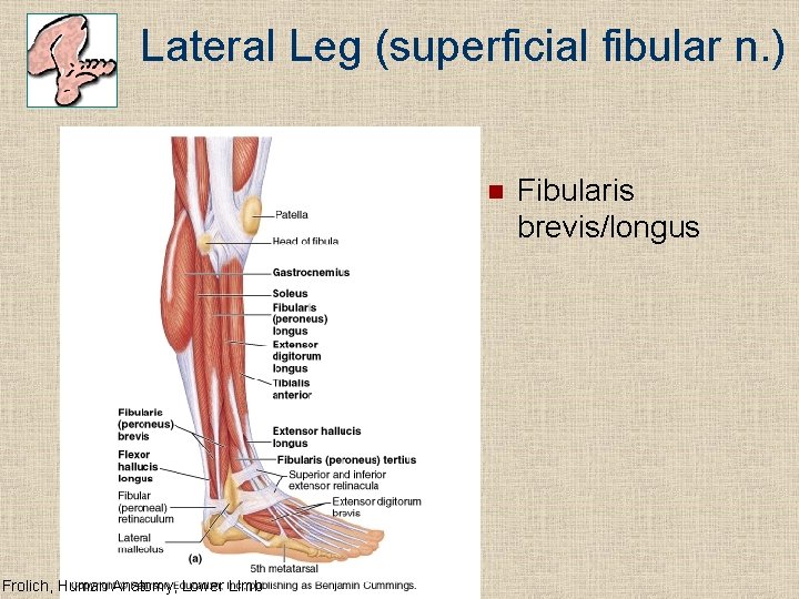 Lateral Leg (superficial fibular n. ) n Frolich, Human Anatomy, Lower LImb Fibularis brevis/longus