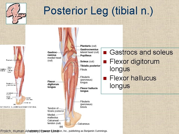 Posterior Leg (tibial n. ) n n n Frolich, Human Anatomy, Lower LImb Gastrocs