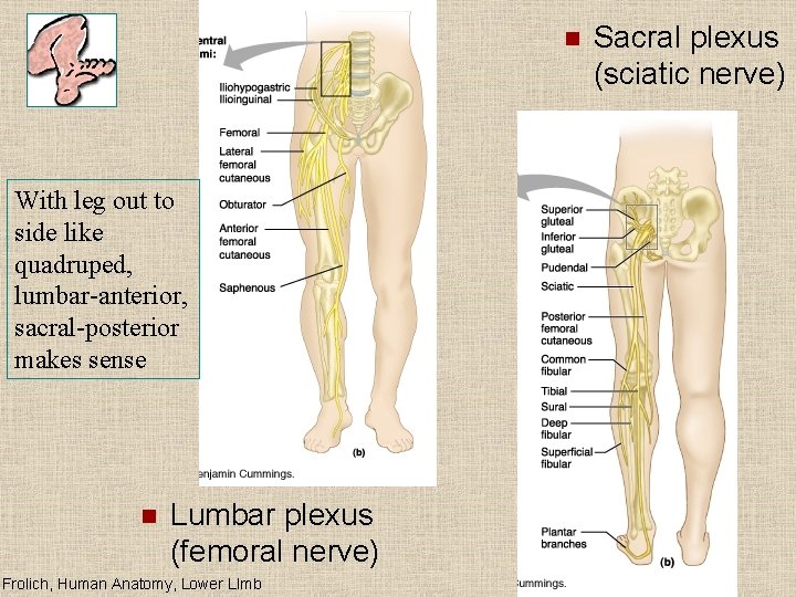 n With leg out to side like quadruped, lumbar-anterior, sacral-posterior makes sense n Lumbar