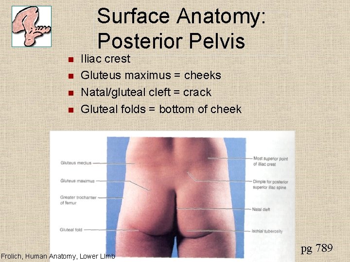 Surface Anatomy: Posterior Pelvis n n Iliac crest Gluteus maximus = cheeks Natal/gluteal cleft