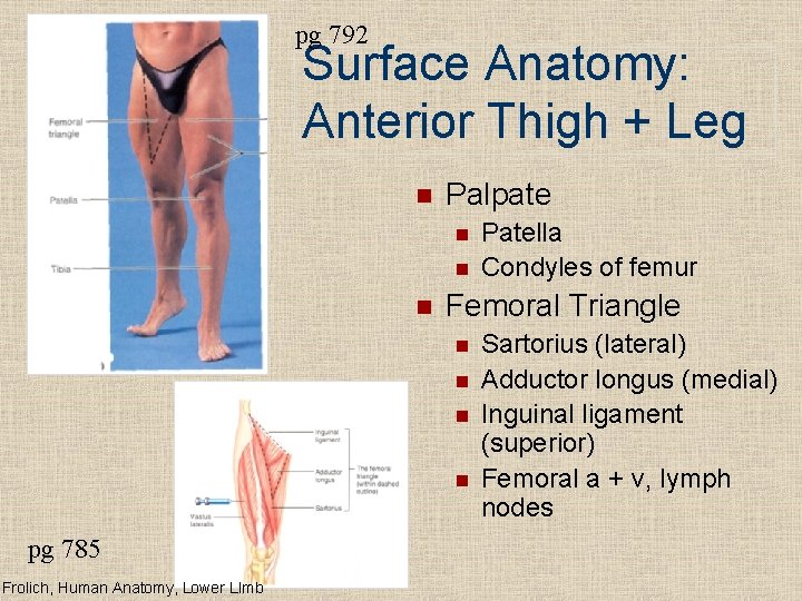 pg 792 Surface Anatomy: Anterior Thigh + Leg n Palpate n n n Femoral