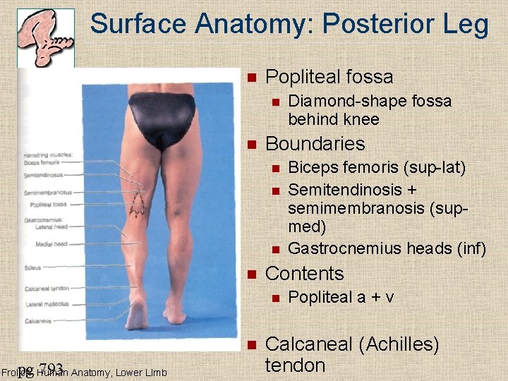 Surface Anatomy: Posterior Leg n Popliteal fossa n n Boundaries n n pg 793