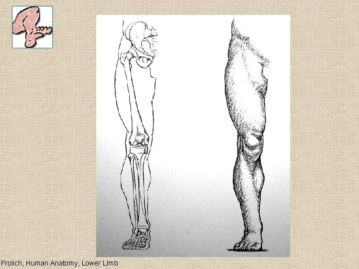 Frolich, Human Anatomy, Lower LImb 