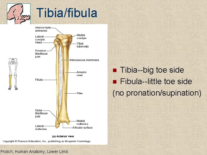 Tibia/fibula Tibia--big toe side n Fibula--little toe side (no pronation/supination) n Frolich, Human Anatomy,