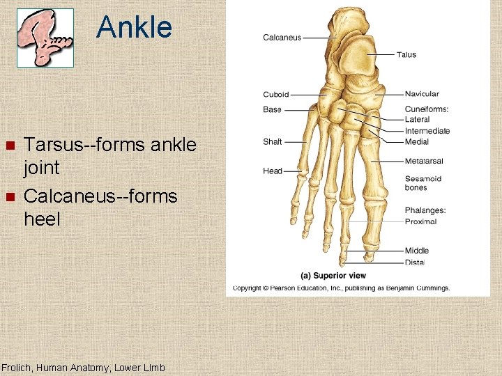 Ankle n n Tarsus--forms ankle joint Calcaneus--forms heel Frolich, Human Anatomy, Lower LImb 