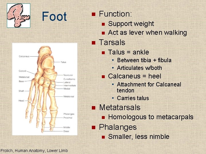 Foot n Function: n n n Support weight Act as lever when walking Tarsals