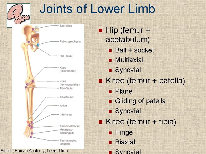 Joints of Lower Limb n Hip (femur + acetabulum) n n Knee (femur +