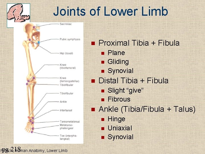 Joints of Lower Limb n Proximal Tibia + Fibula n n Distal Tibia +