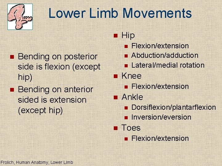 Lower Limb Movements n Hip n n n Bending on posterior side is flexion