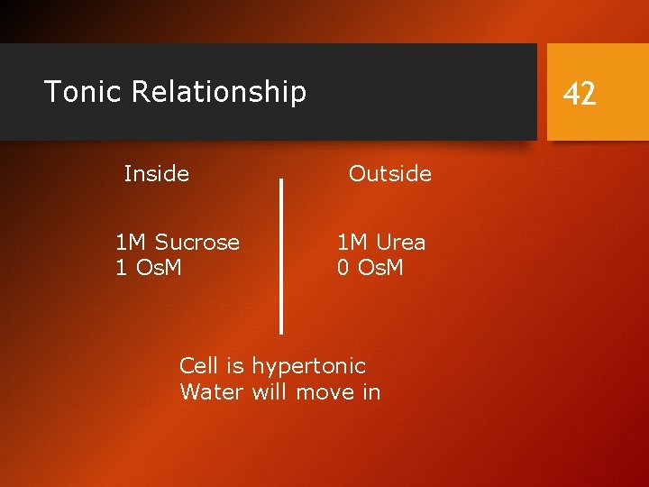 Tonic Relationship Inside 1 M Sucrose 1 Os. M 42 Outside 1 M Urea