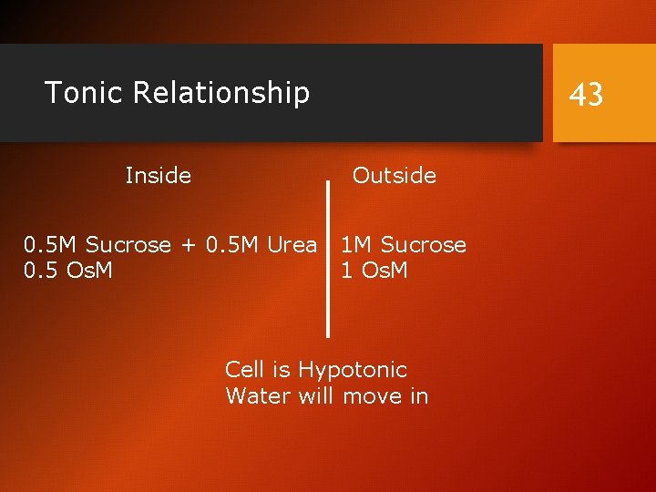 Tonic Relationship Inside 43 Outside 0. 5 M Sucrose + 0. 5 M Urea