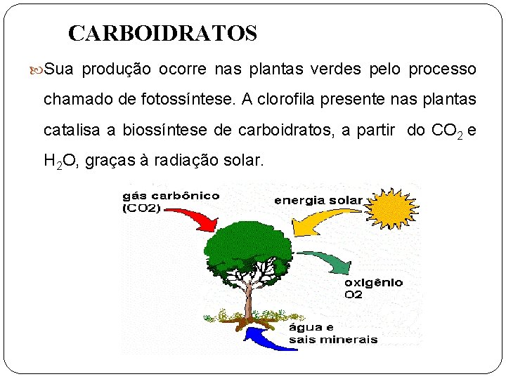 CARBOIDRATOS Sua produção ocorre nas plantas verdes pelo processo chamado de fotossíntese. A clorofila