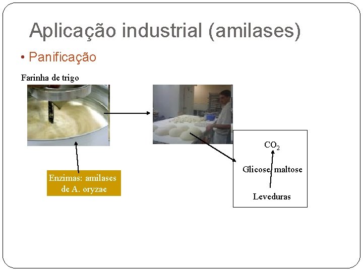 Aplicação industrial (amilases) • Panificação Farinha de trigo CO 2 Enzimas: amilases de A.