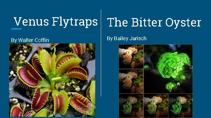 Venus Flytraps The Bitter Oyster By Walter Coffin By Bailey Jarisch 
