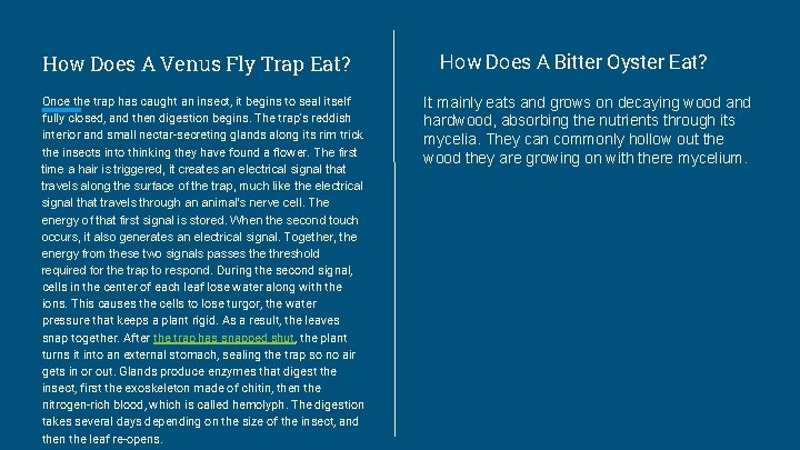 How Does A Venus Fly Trap Eat? Once the trap has caught an insect,