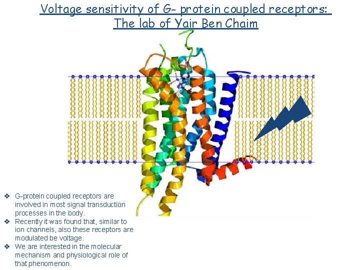 Voltage sensitivity of G- protein coupled receptors: The lab of Yair Ben Chaim v