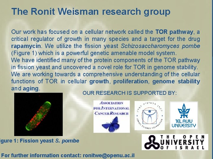 The Ronit Weisman research group Our work has focused on a cellular network called