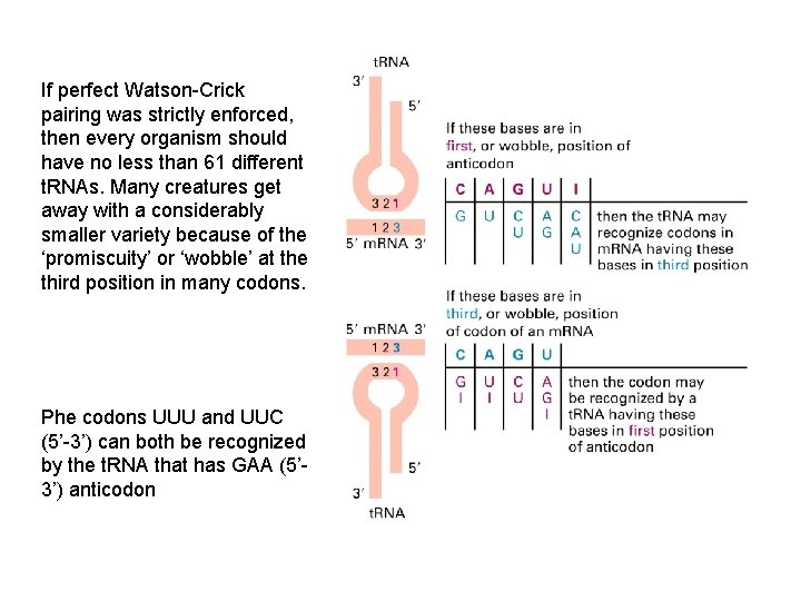 If perfect Watson-Crick pairing was strictly enforced, then every organism should have no less
