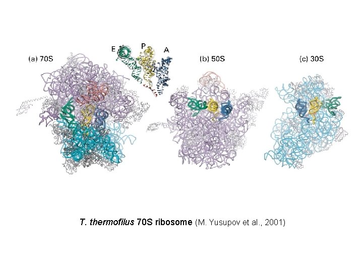 T. thermofilus 70 S ribosome (M. Yusupov et al. , 2001) 