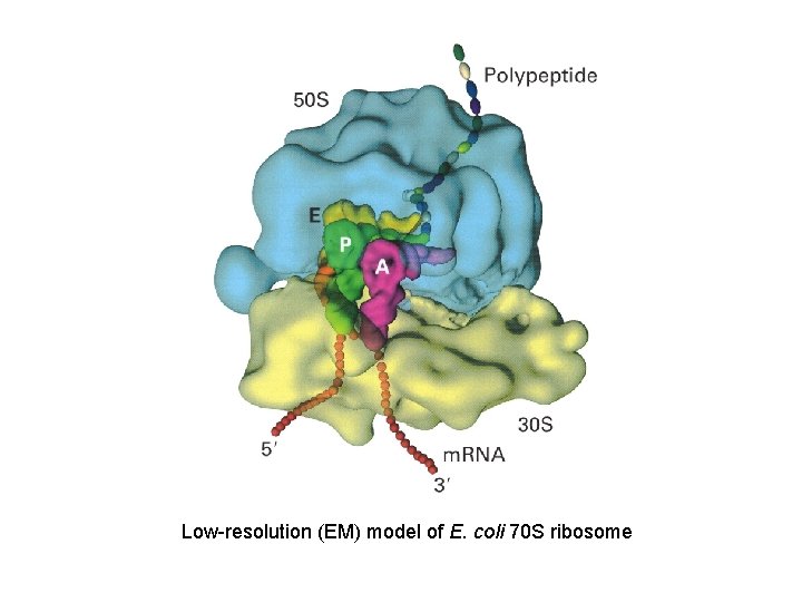 Low-resolution (EM) model of E. coli 70 S ribosome 