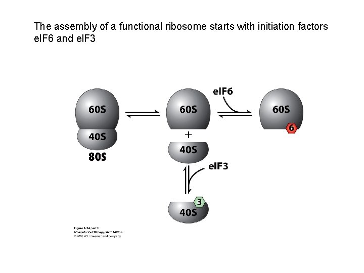 The assembly of a functional ribosome starts with initiation factors el. F 6 and