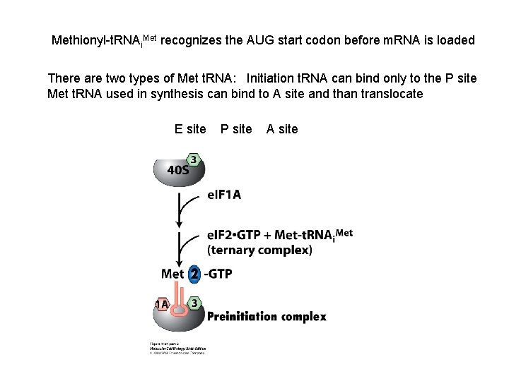 Methionyl-t. RNAi. Met recognizes the AUG start codon before m. RNA is loaded There