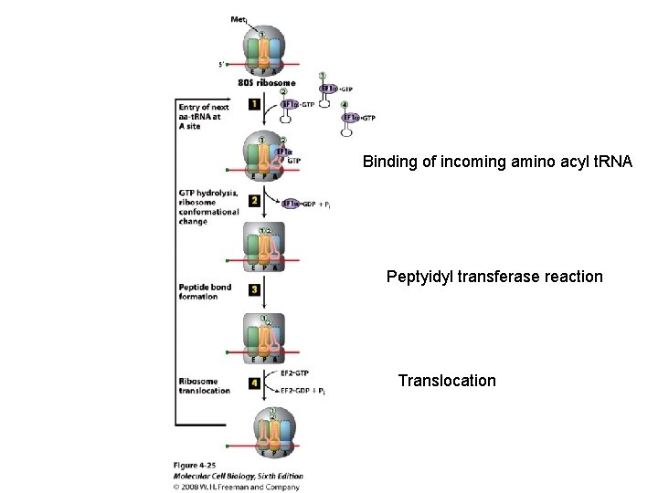 Binding of incoming amino acyl t. RNA Peptyidyl transferase reaction Translocation 