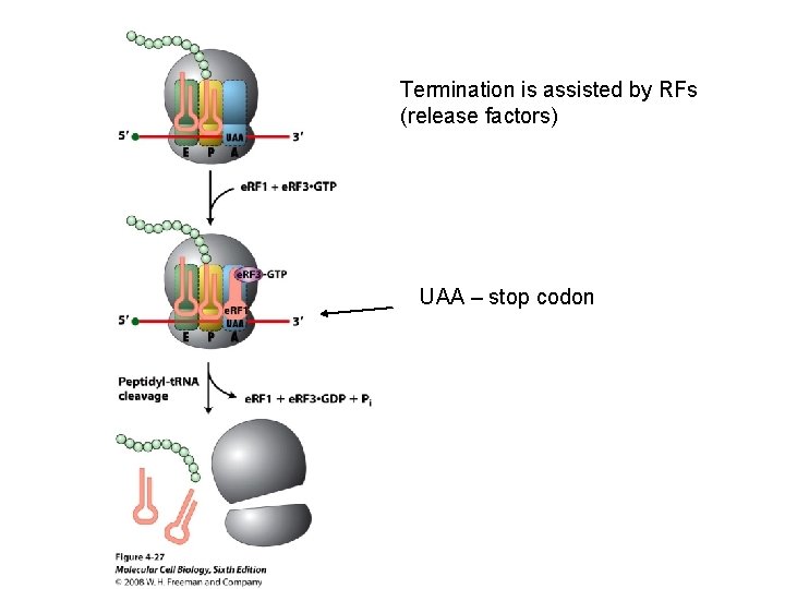 Termination is assisted by RFs (release factors) UAA – stop codon 