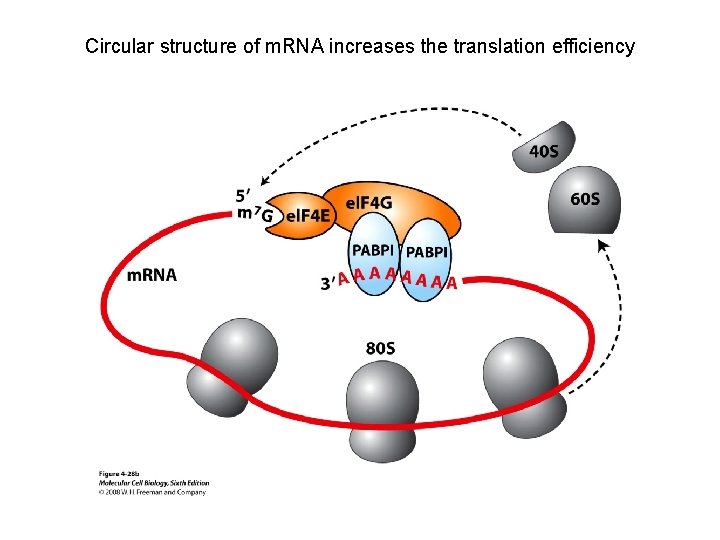 Circular structure of m. RNA increases the translation efficiency 