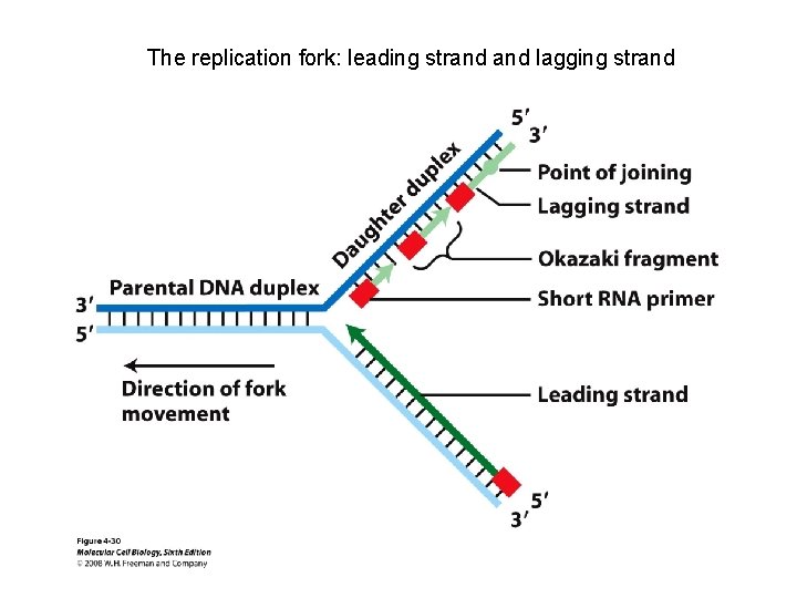The replication fork: leading strand lagging strand 